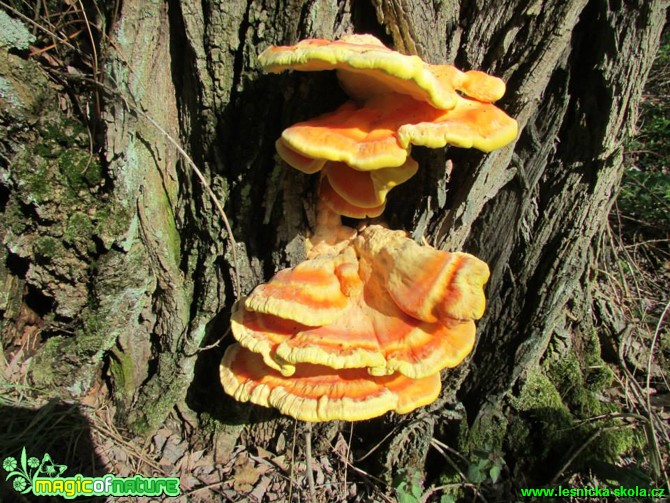 Sírovec žlutooranžový - Laetiporus sulphureus - Foto Rasťo Salčík (1)