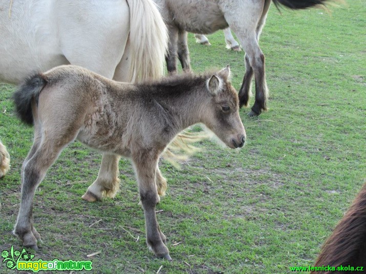 Hříbě poníka - Foto Rasťo Salčík (4)