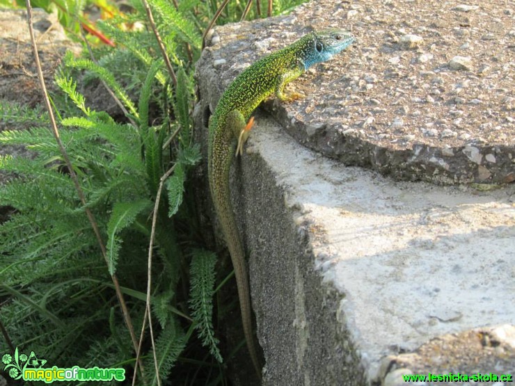 Ještěrka zelená - Lacerta viridis - Foto Rasťo Salčík (1)