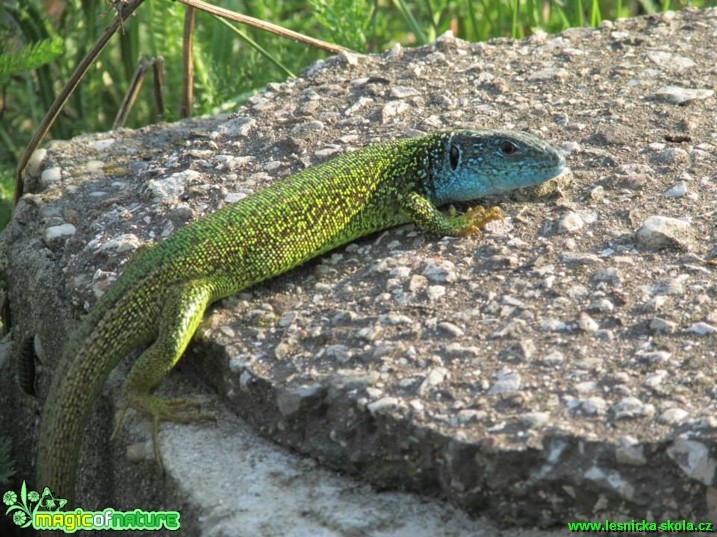 Ještěrka zelená - Lacerta viridis - Foto Rasťo Salčík (4)