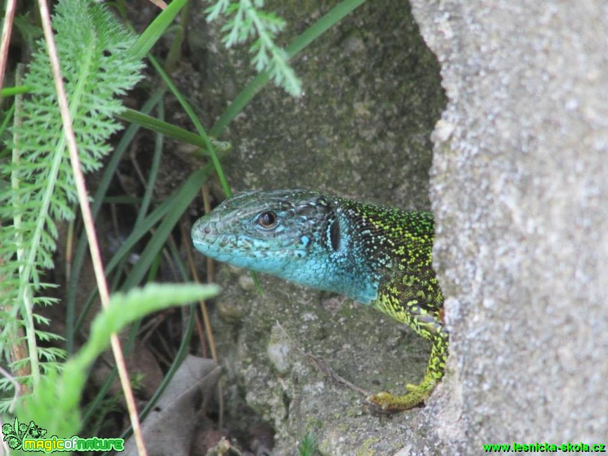 Ještěrka zelená - Lacerta viridis - Foto Rasťo Salčík (5)