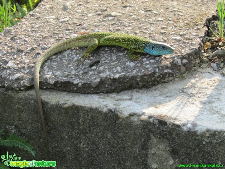 Ještěrka zelená - Lacerta viridis - Foto Rasťo Salčík (6)