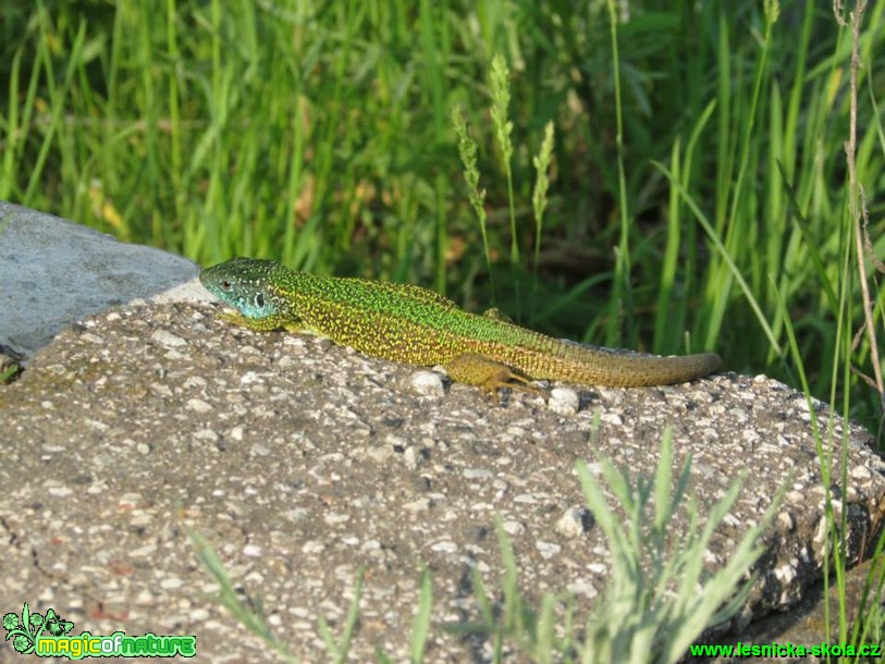 Ještěrka zelená - Lacerta viridis - Foto Rasťo Salčík (7)