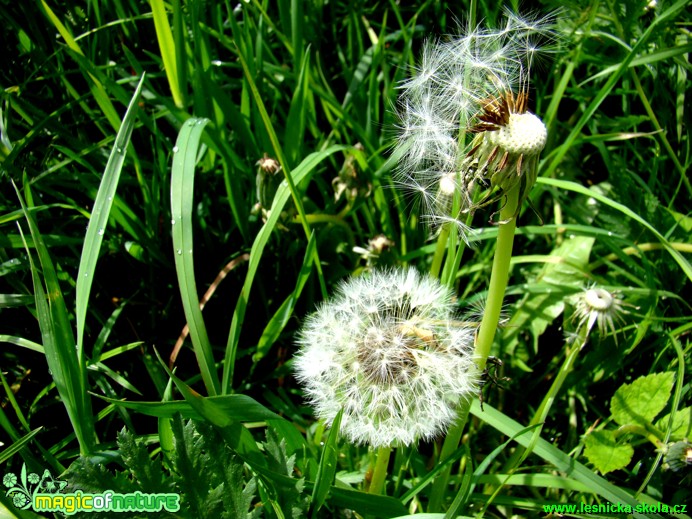 Smetanka lékařská - Taraxsacum officinale - Foto David Hlinka