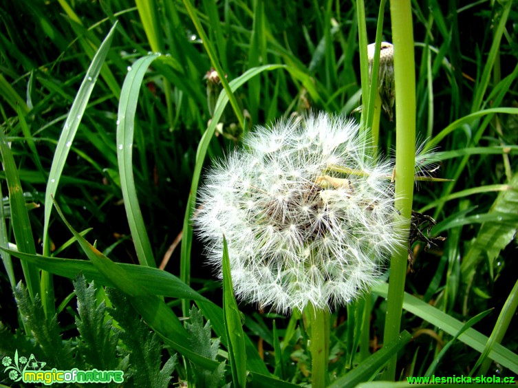 Smetanka lékařská - Taraxsacum officinale - Foto David Hlinka (1)