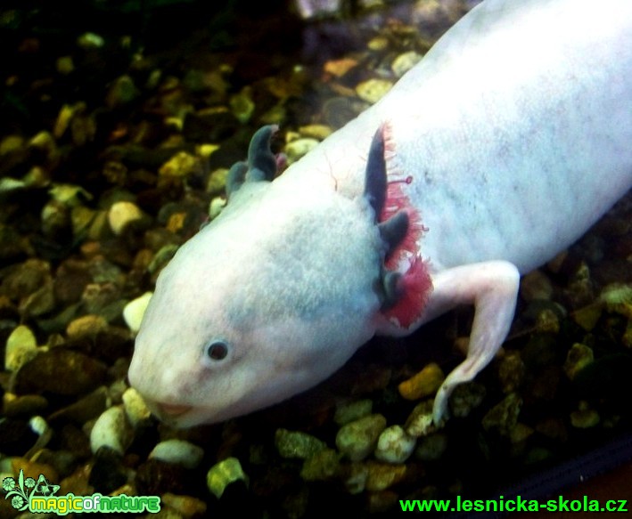 Axoloti mexický - Ambystoma mexicanum (1) Foto David Hlinka