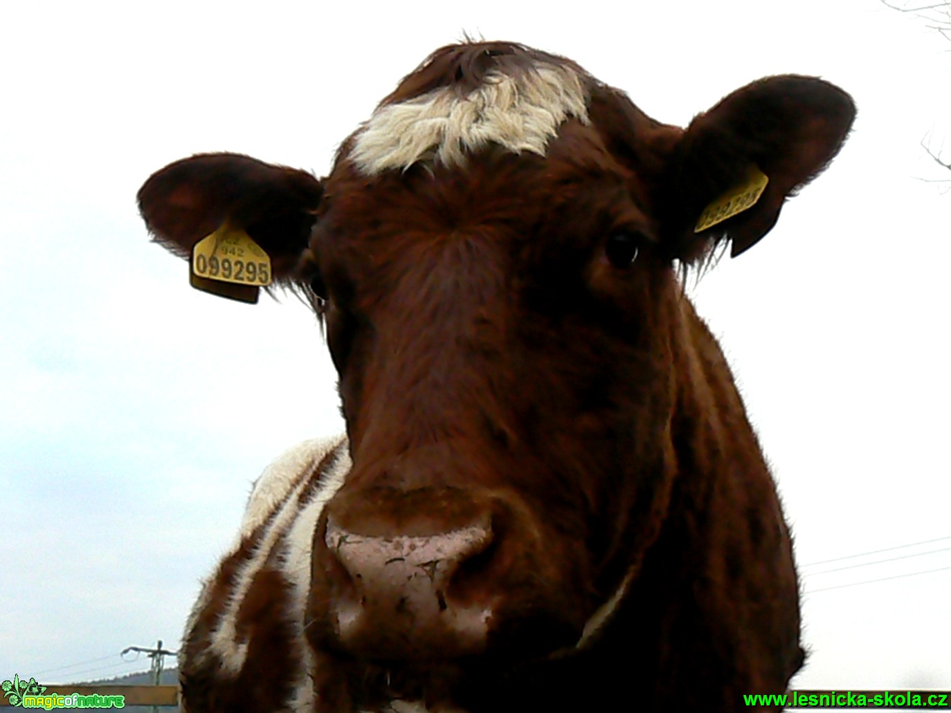 Tur domácí -  Bos primigenius f. taurus - Foto Eliška Devátá (8)