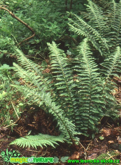 Kapradina laločnatá - Polystichum aculeatum - Foto G. Ritschel