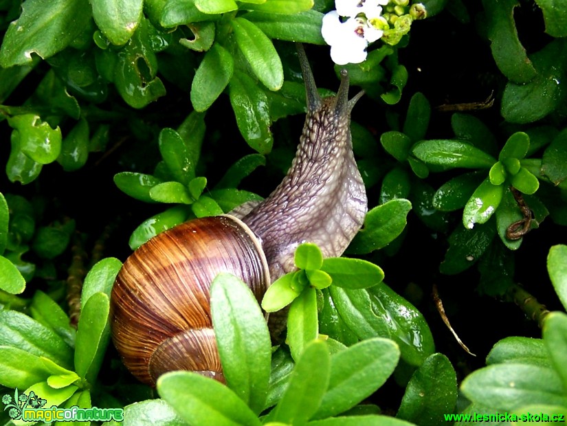 Hlemýžď zahradní - Helix pomatia - Foto Andrea Horová