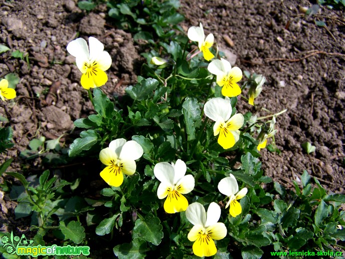 Violka trojbarevná - Viola tricolor- Foto Andrea Horová (2)