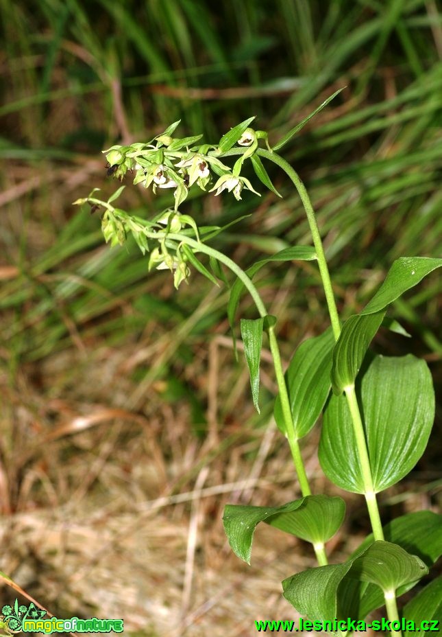 Kruštík širolistý - Epipactis helleborine - Foto G. Ritschel