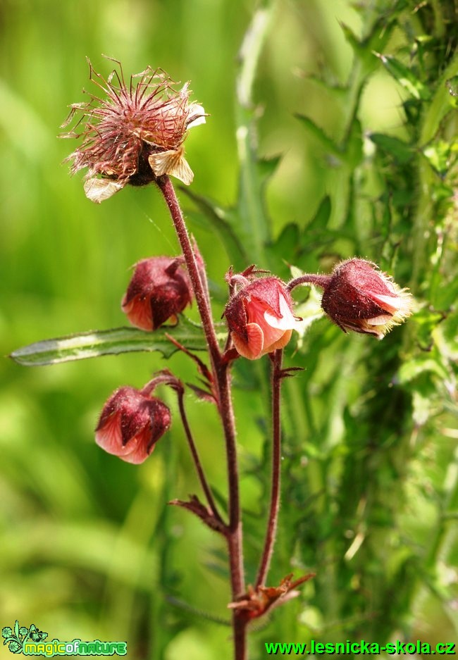 Kuklík potoční - Geum rivale - Foto G. Ritschel