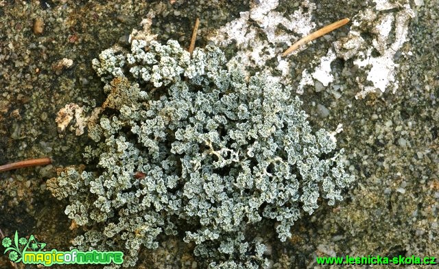 Pevnokmínek - Stereocaulon - Foto G. Ritschel