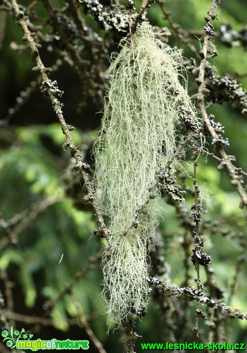 Provazovka - Usnea subforidana 26,5cm - Foto G. Ritschel