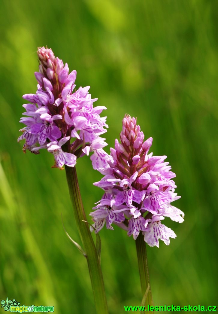 Prstnatec Fuchsův - Dactylorhiza Fuchsii - Foto G. Ritschel