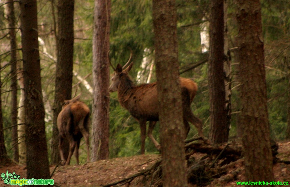 Jelen lesní - Cervus elaphus - Foto Gerd Ritschel (1)