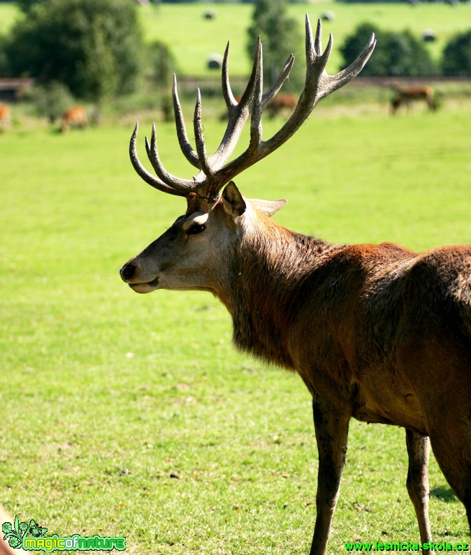 Jelen lesní - Cervus elaphus - Foto Gerd Ritschel (3)