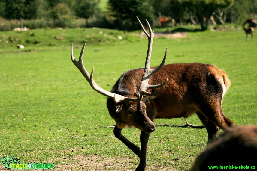 Jelen lesní - Cervus elaphus - Foto Gerd Ritschel (4)