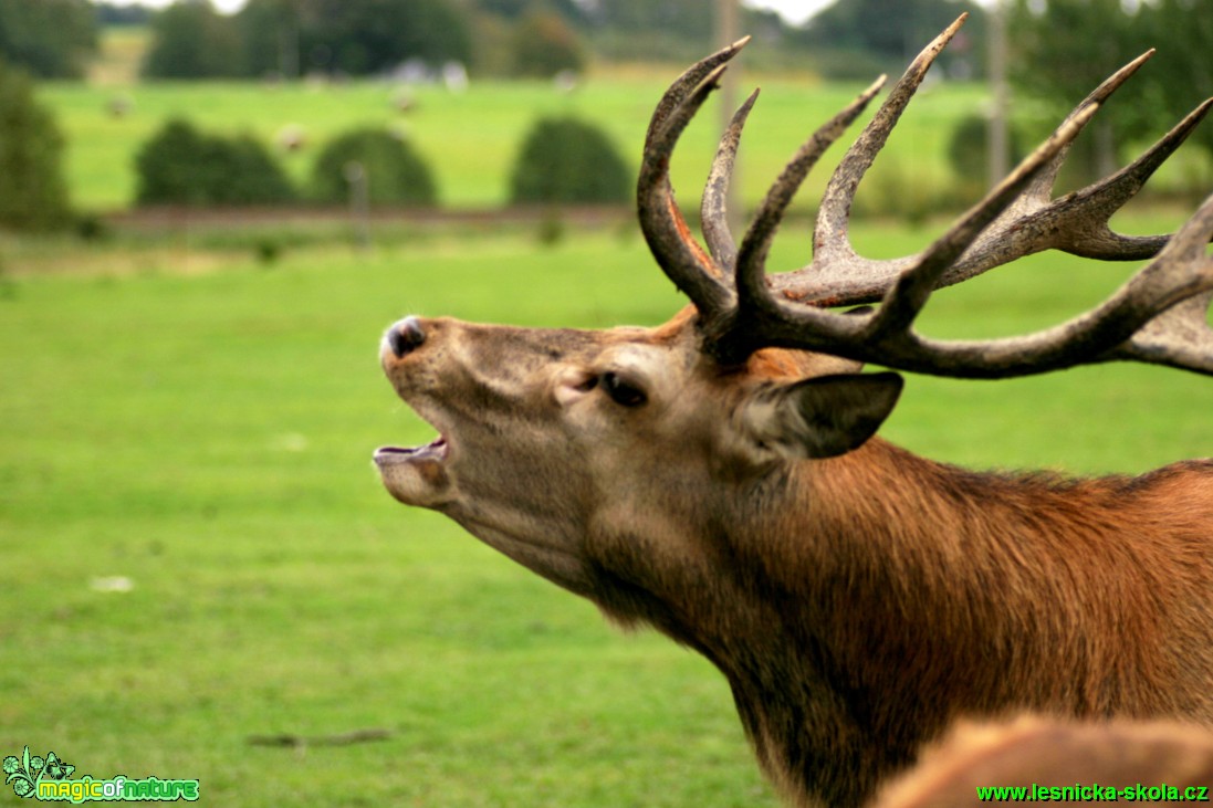 Jelen lesní - Cervus elaphus - Foto Gerd Ritschel (6)