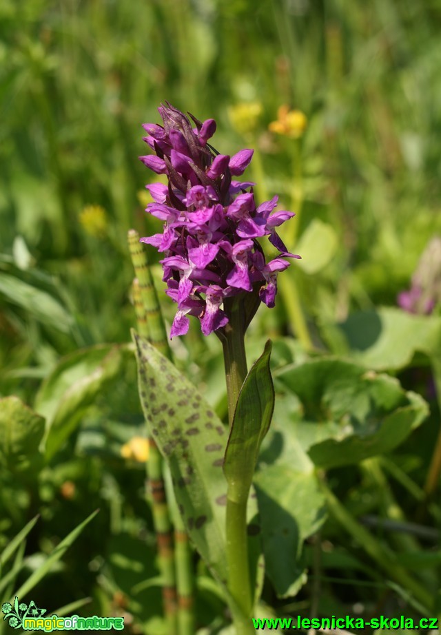 Prstnatec májový - Dactylorhiza majalis - Foto G. Ritschel