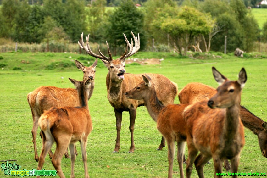 Jelen lesní - Cervus elaphus - Foto Gerd Ritschel (7)