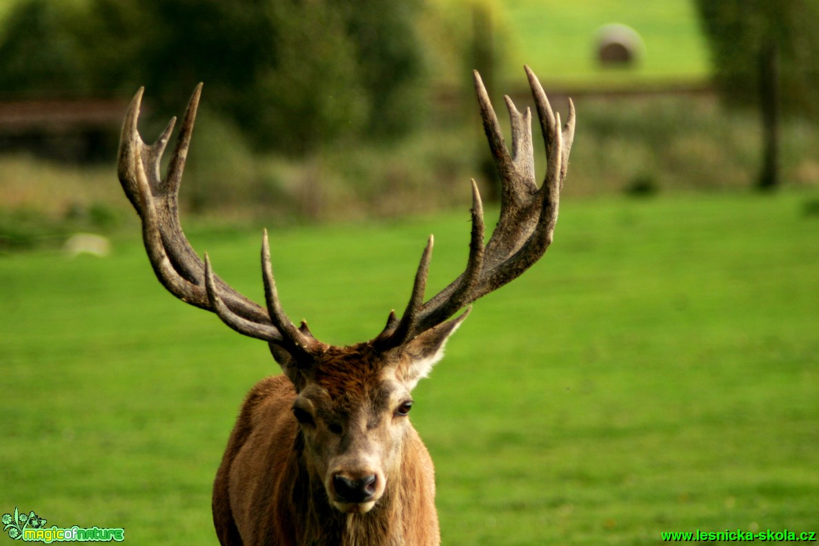 Jelen lesní - Cervus elaphus - Foto Gerd Ritschel (9)