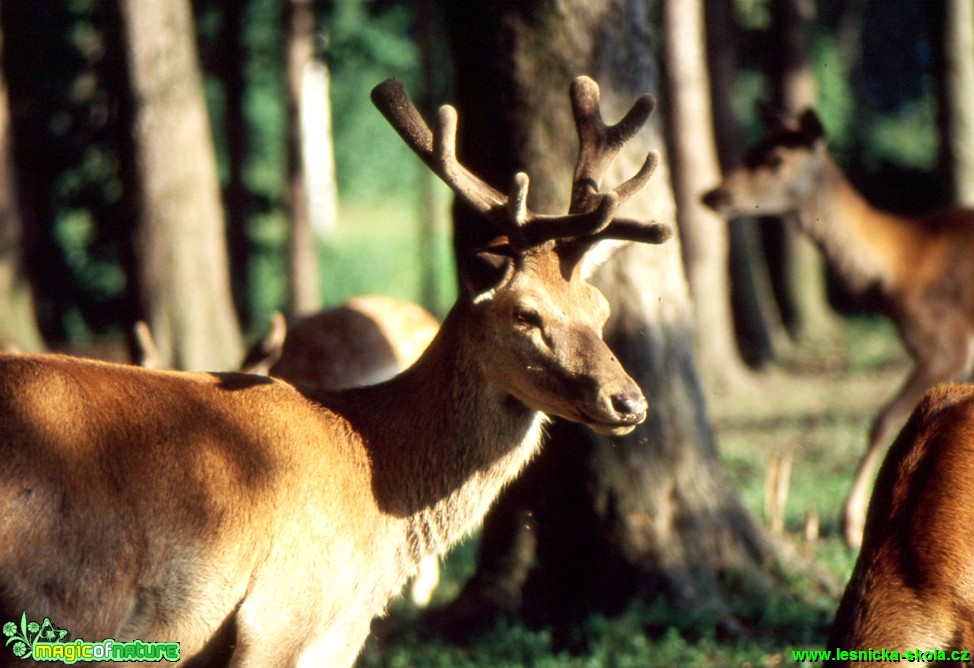 Jelen lesní - Cervus elaphus - Foto Gerd Ritschel (15)