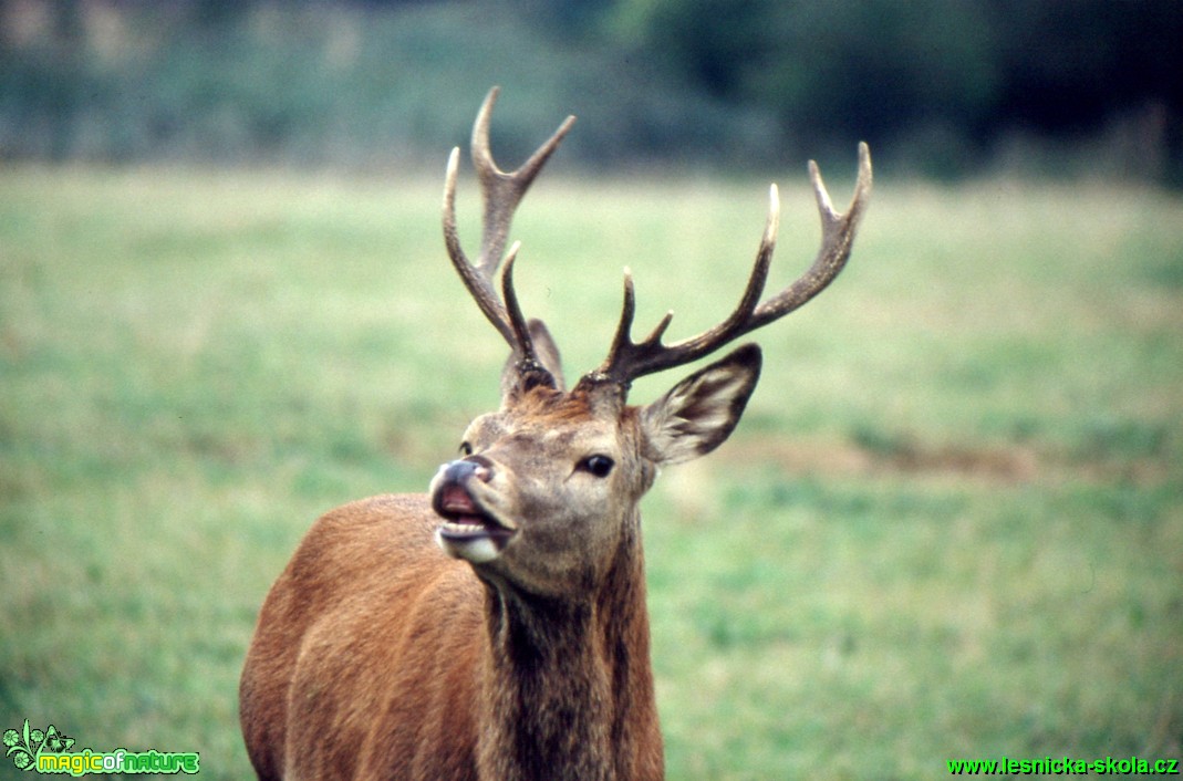 Jelen lesní - Cervus elaphus - Foto Gerd Ritschel (16)