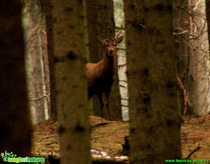 Jelen lesní - Cervus elaphus - Foto Gerd Ritschel