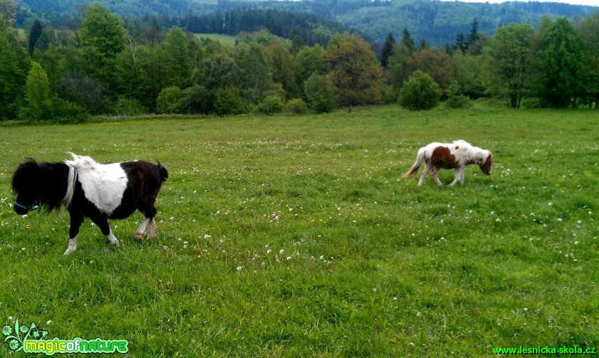 Koně na farmě - Foto Gabriela Richterová