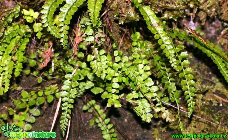 Sleziník zelený - Asplenium viride - Foto G. Ritschel