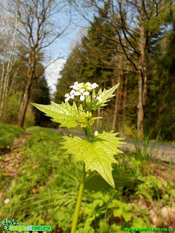 Česnáček lékařský - Alliaria petiolata - Foto Pavlína Kadlecová