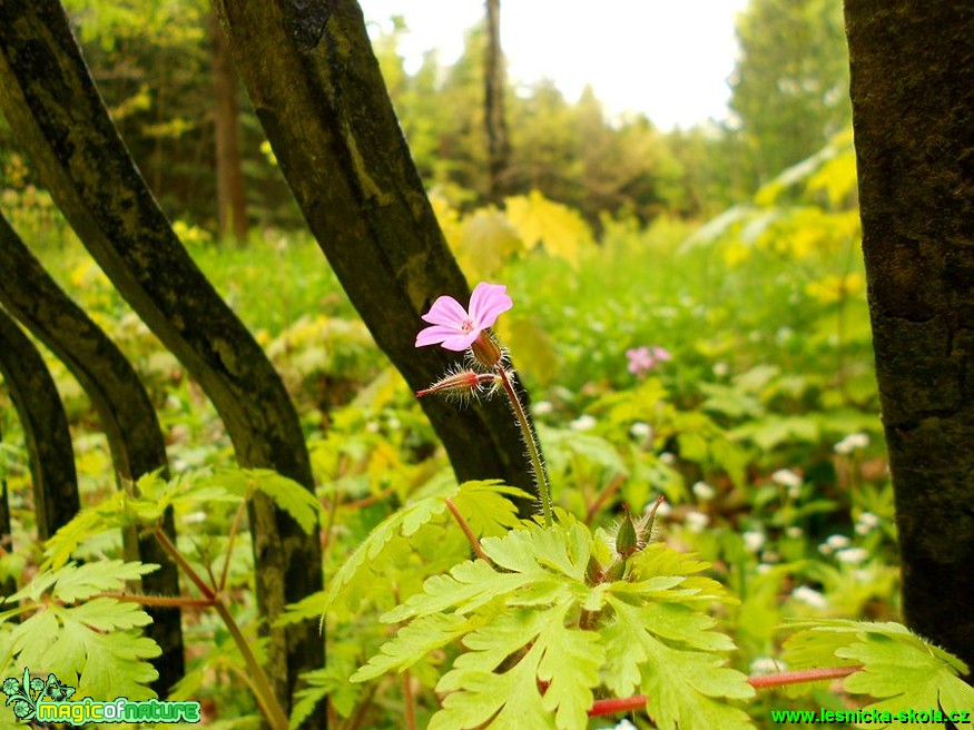 Kakost smrdutý - Geranium robertianum - Foto Pavlína Kadlecová