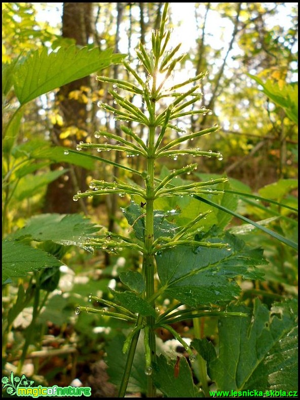 Přeslička - Equisetum - Foto Pavlína Kadlecová