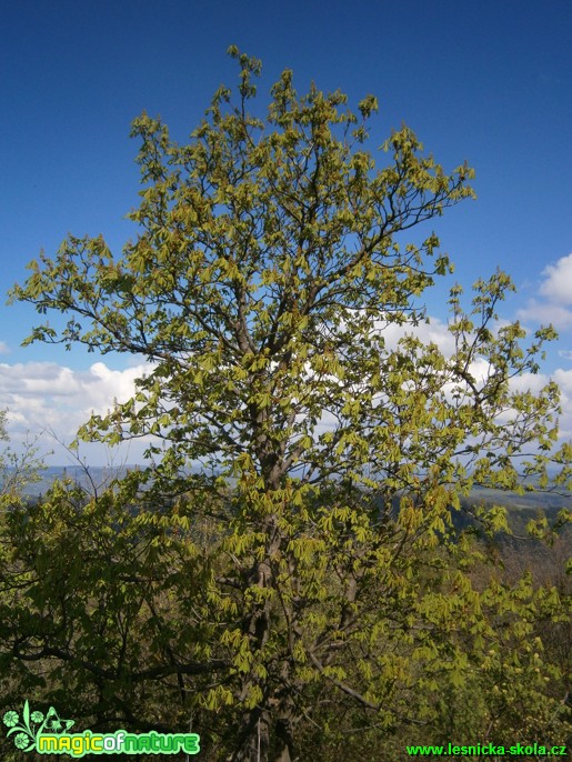 Strom nad krajinou - Foto Martina Šmejkalová