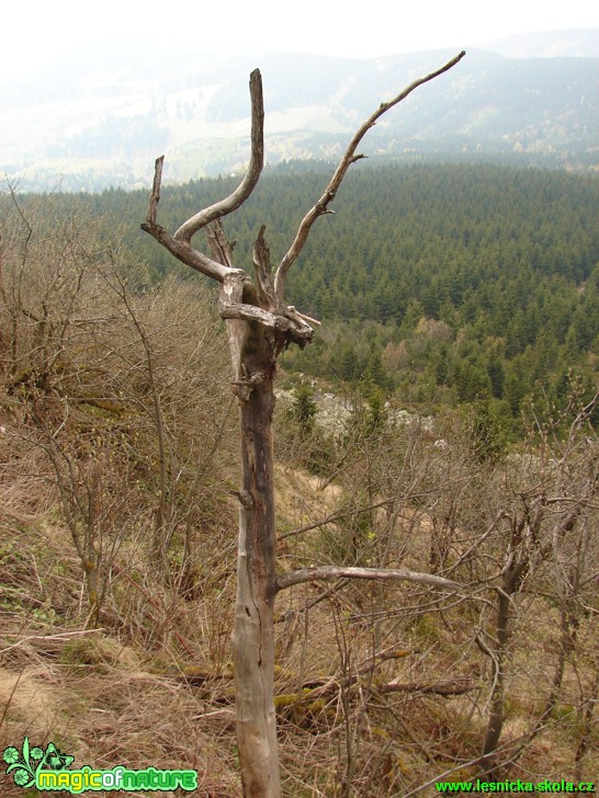 Ještědské terasy - Foto Martina Šmejkalová