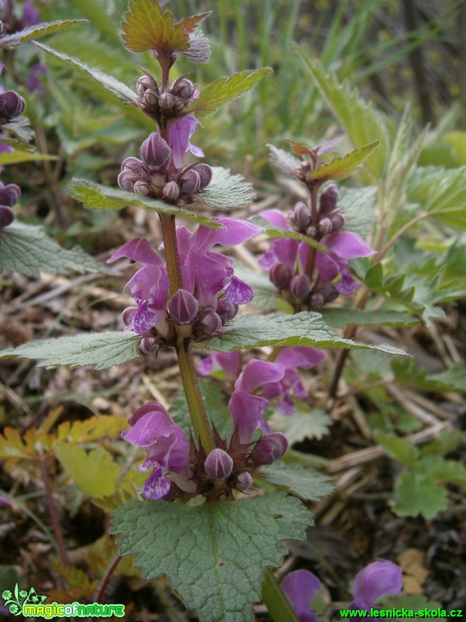 Hluchavka skvrnitá - Lamium maculatum - Foto Martina Šmejkalová