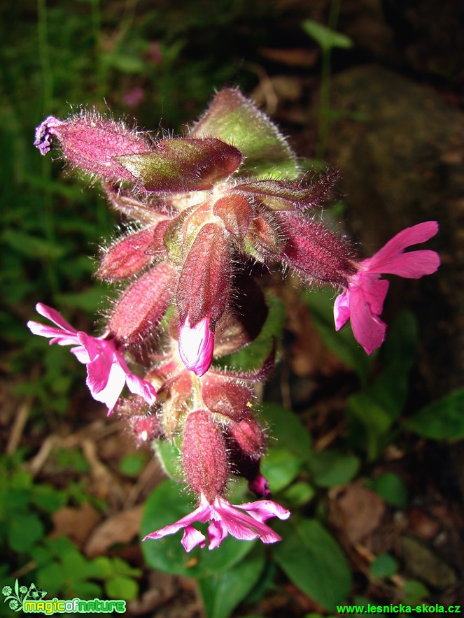 Knotovka červená - Melandrium rubrum - Foto Martina Šmejkalová