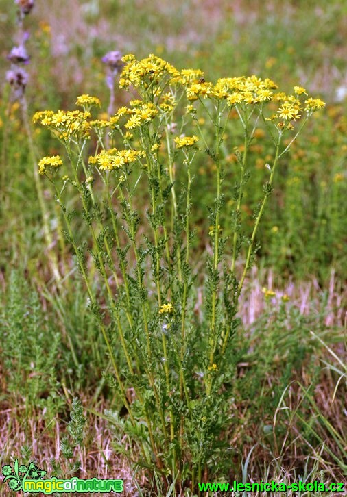 Starček přímětník - Senecio jacobea - Foto G. Ritschel