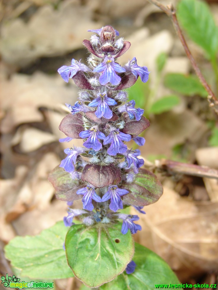 Zběhovec plazivý - Ajuga reptans - Foto Martina Šmejkalová