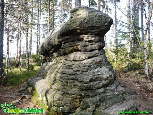 Skalní hřib - Broumovské stěny - Foto Radka Mizerová