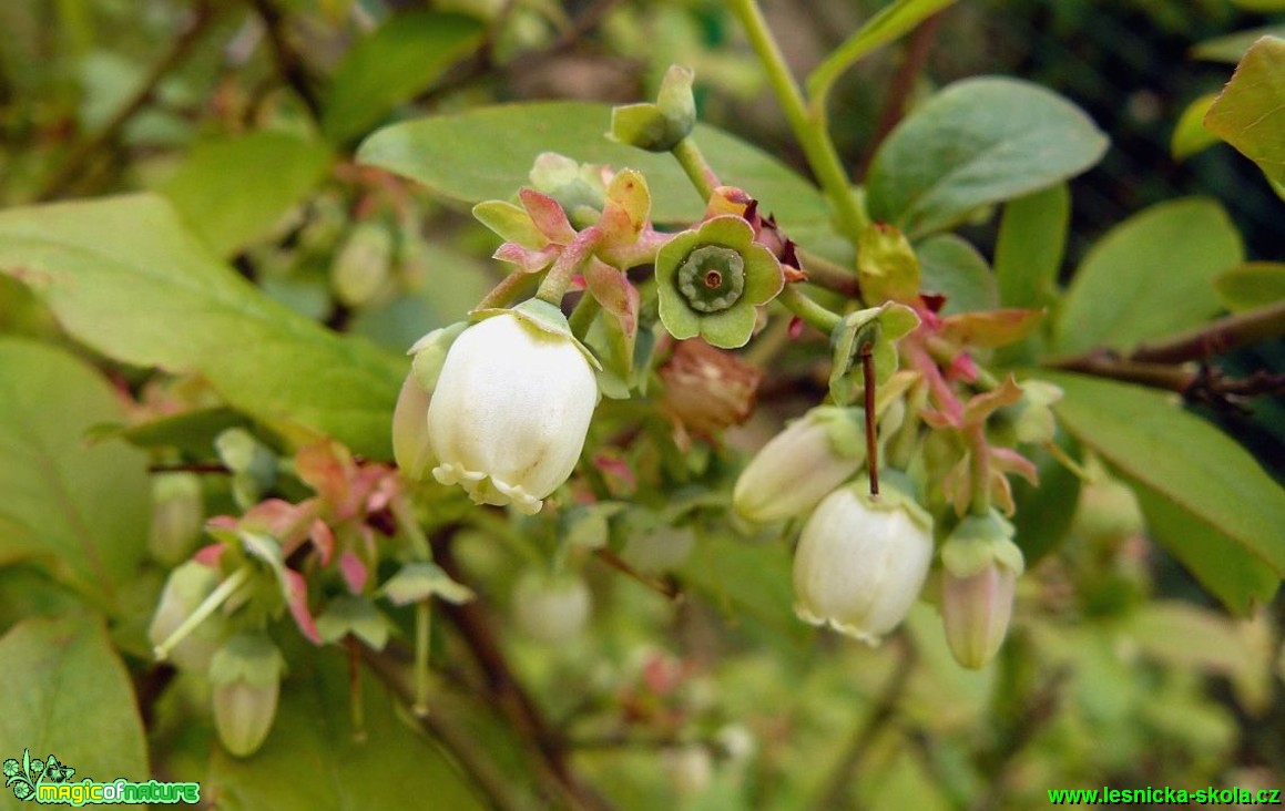 Brusnice chocholičnatá - Vaccinium corymbosum - Foto Pavel Stančík