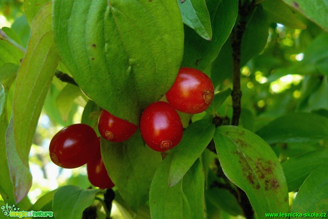 Dřín obecný - Cornus mas - Foto Pavel Stančík