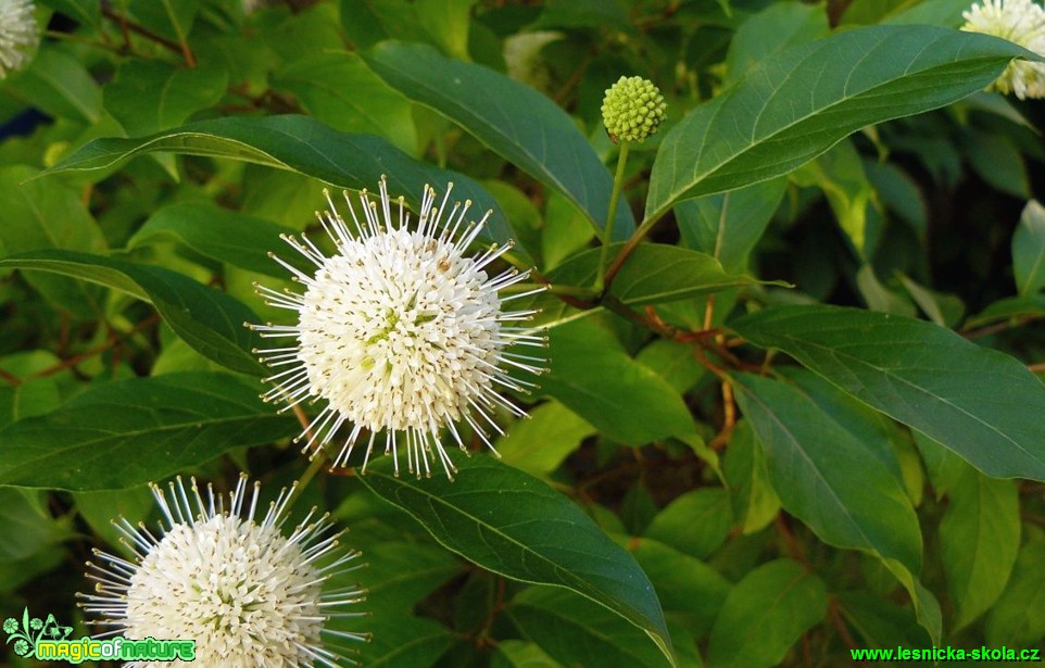 Hlavoš západní - Cephalanthus occidentalis - Foto Pavel Stančík