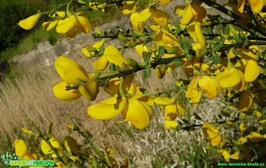 Janovec metlatý - Cytisus scoparius (2) - Foto Pavel Stančík