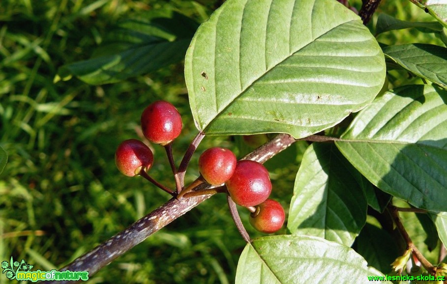 Krušina olšová - Frangula alnus - Foto Pavel Stančík