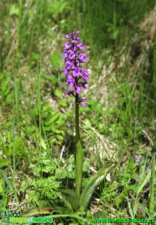 Vstavač mužský - Orchis mascula - Foto G. Ritschel