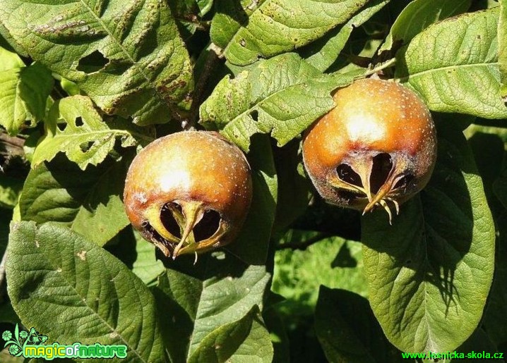 Mišpule obecná - Mespilus germanica - Foto Pavel Stančík