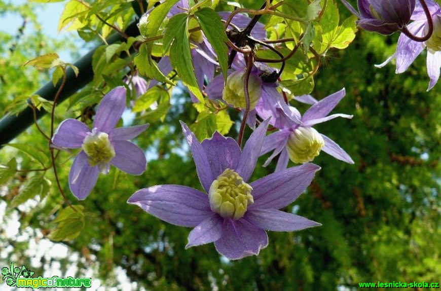 Plamének alpský - Clematis alpina - Foto Pavel Stančík