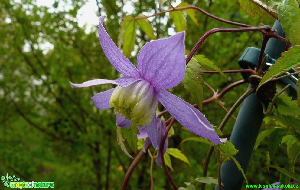 Plamének alpský - Clematis alpina (2) - Foto Pavel Stančík